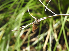 Blepharotes splendidissimus