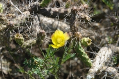 Opuntia aequatorialis