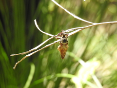 Blepharotes splendidissimus