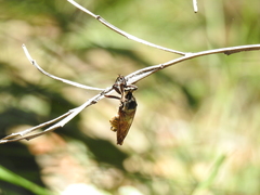 Blepharotes splendidissimus