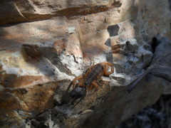 Centruroides exilicauda