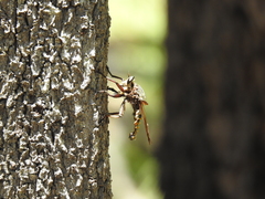 Blepharotes splendidissimus