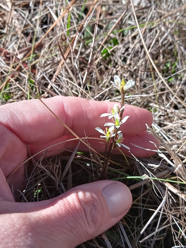 Image of Bartonia verna by (c) Abby Darrah, some rights reserved (CC BY)