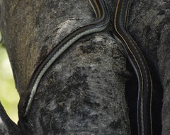 Salvadora lemniscata