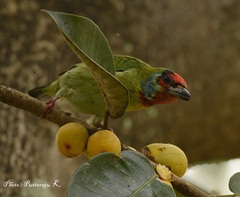 Psilopogon malabaricus