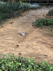 Streptopelia orientalis