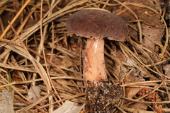 Lactarius mutabilis