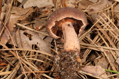 Lactarius mutabilis