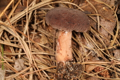 Lactarius mutabilis