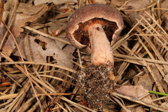 Lactarius mutabilis