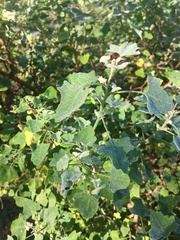 Chenopodium oahuense