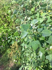 Chenopodium oahuense