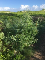 Chenopodium oahuense