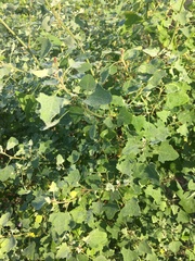 Chenopodium oahuense