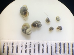 Pyrgulopsis aloba