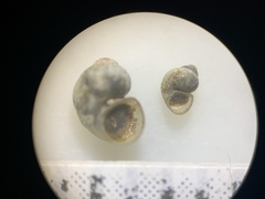 Pyrgulopsis aloba