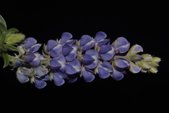 Lupinus argenteus palmeri
