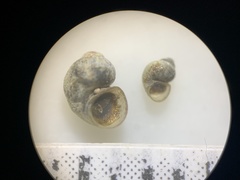 Pyrgulopsis aloba