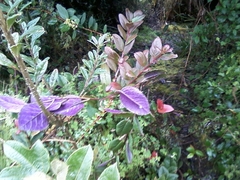 Vaccinium floribundum