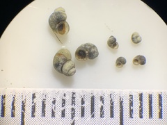 Pyrgulopsis aloba
