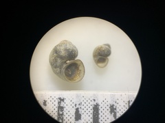 Pyrgulopsis aloba