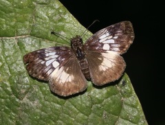 Potamanaxas andraemon
