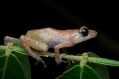 Diasporus diastema