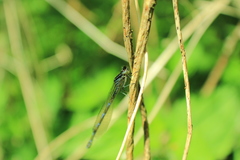 Coenagrion