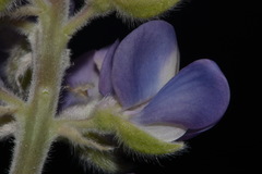 Lupinus argenteus palmeri