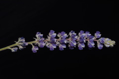 Lupinus argenteus palmeri