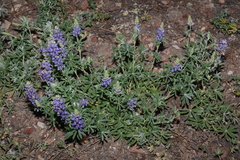 Lupinus argenteus palmeri