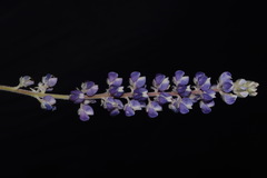 Lupinus argenteus palmeri