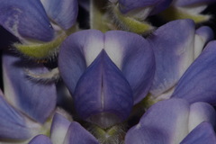 Lupinus argenteus palmeri
