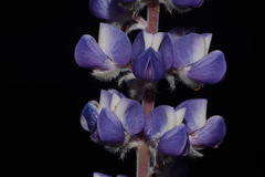 Lupinus argenteus palmeri