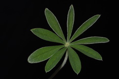 Lupinus argenteus palmeri