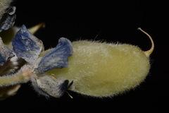 Lupinus argenteus palmeri