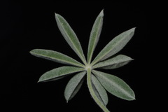 Lupinus argenteus palmeri