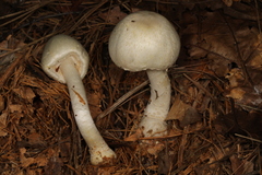 Agaricus diospyros