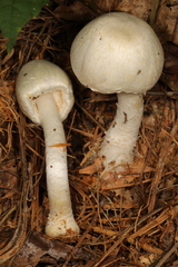 Agaricus diospyros