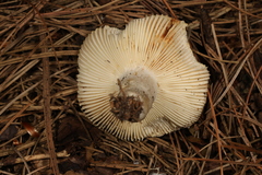 Russula modesta
