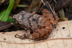 Craugastor megacephalus