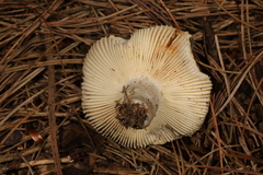 Russula modesta