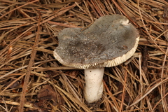Russula modesta