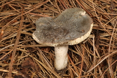 Russula modesta