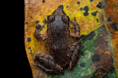 Leptodactylus melanonotus