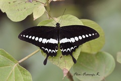 Papilio liomedon