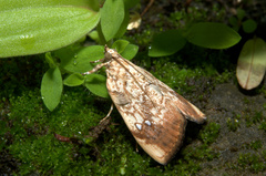 Lepidoptera