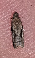 Statherotis pendulata
