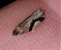 Statherotis pendulata