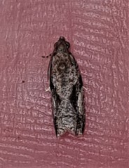 Statherotis pendulata